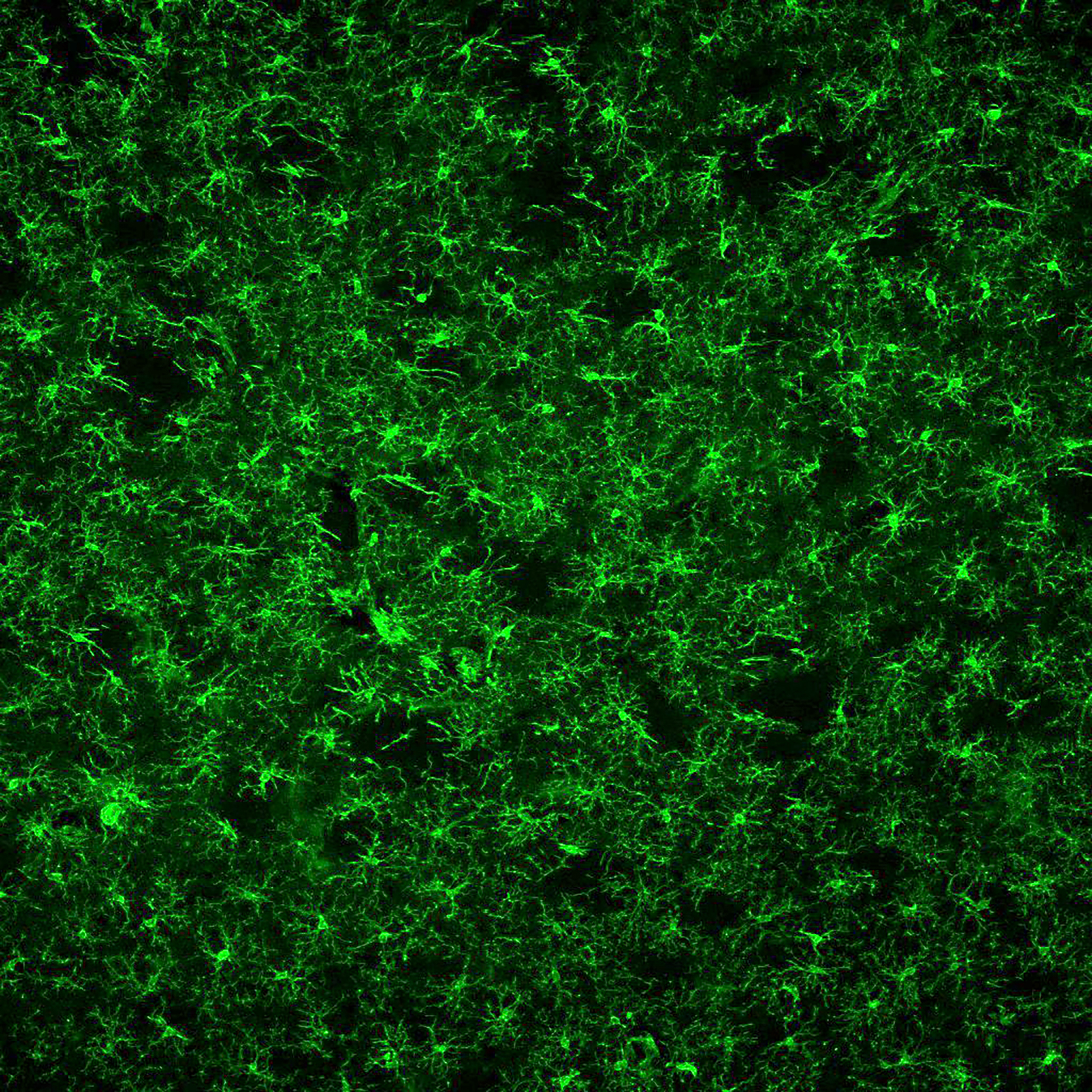 Cilia Research view from microscope
